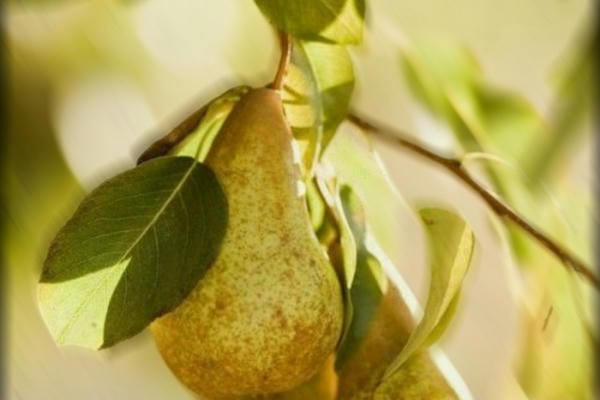 Амнезия или другие воспоминания