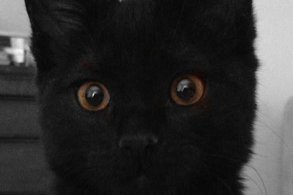 Взгляд кота