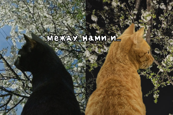 Между нами и пачкой сигарет