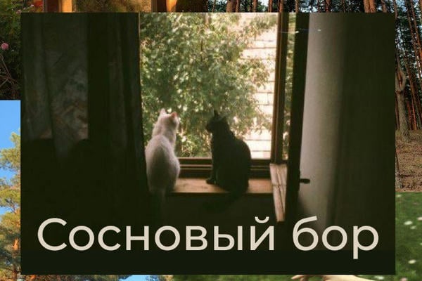 Сосновый бор