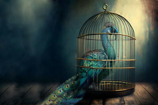 Клетка для павлина