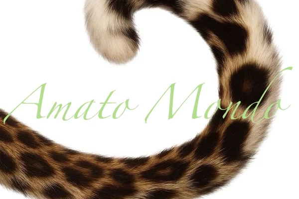 Amato Mondo