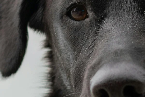 Чёрная собака (black dog)