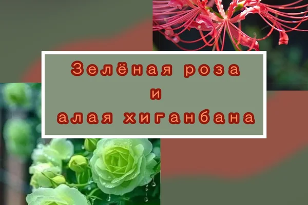 Зелёная роза и алая хиганбана