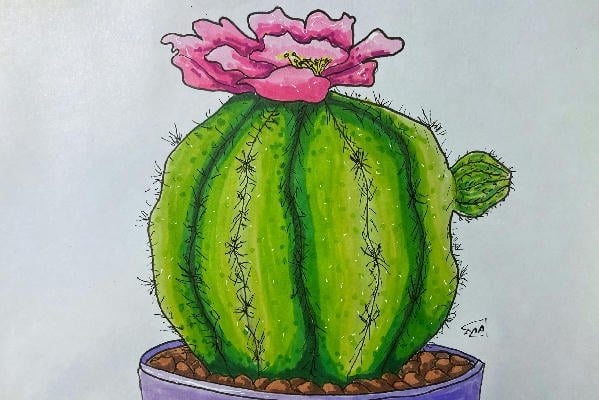 Колючие