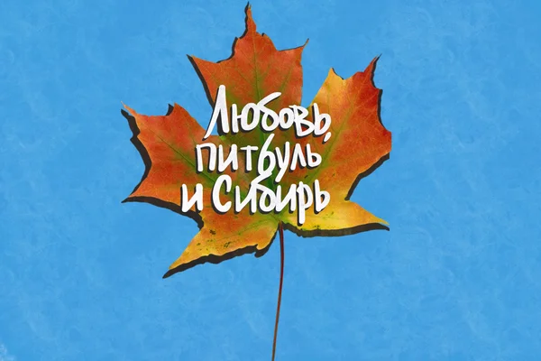 Любовь, питбуль и Сибирь