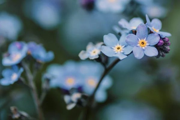 forget-me-not
