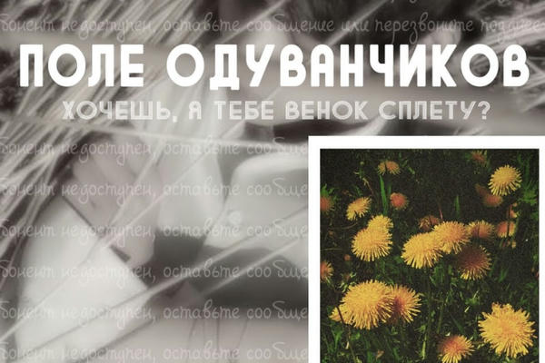 поле одуванчиков