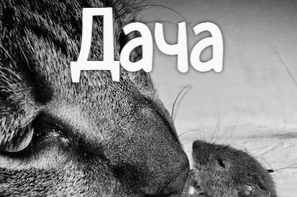 Дача