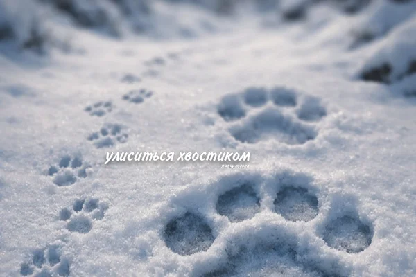 улиситься хвостиком