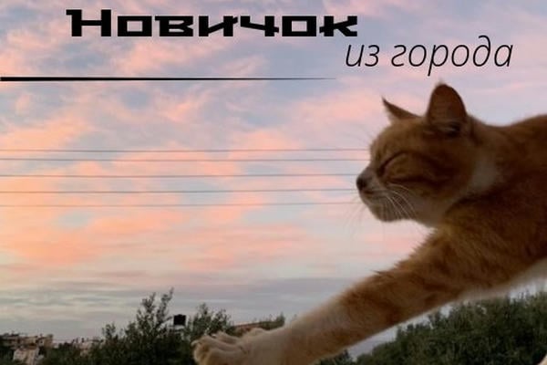 Новичок из города